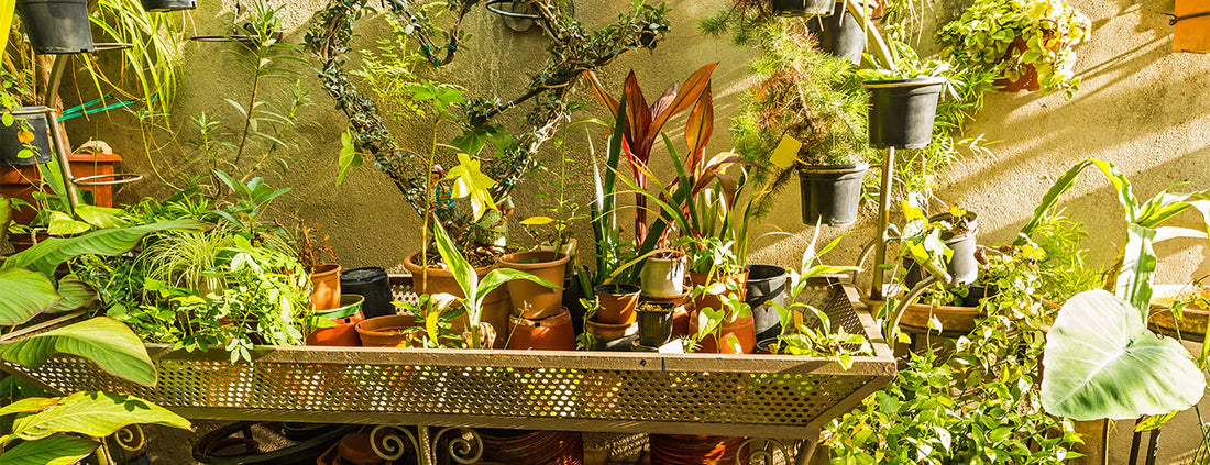 Urban Jungle
