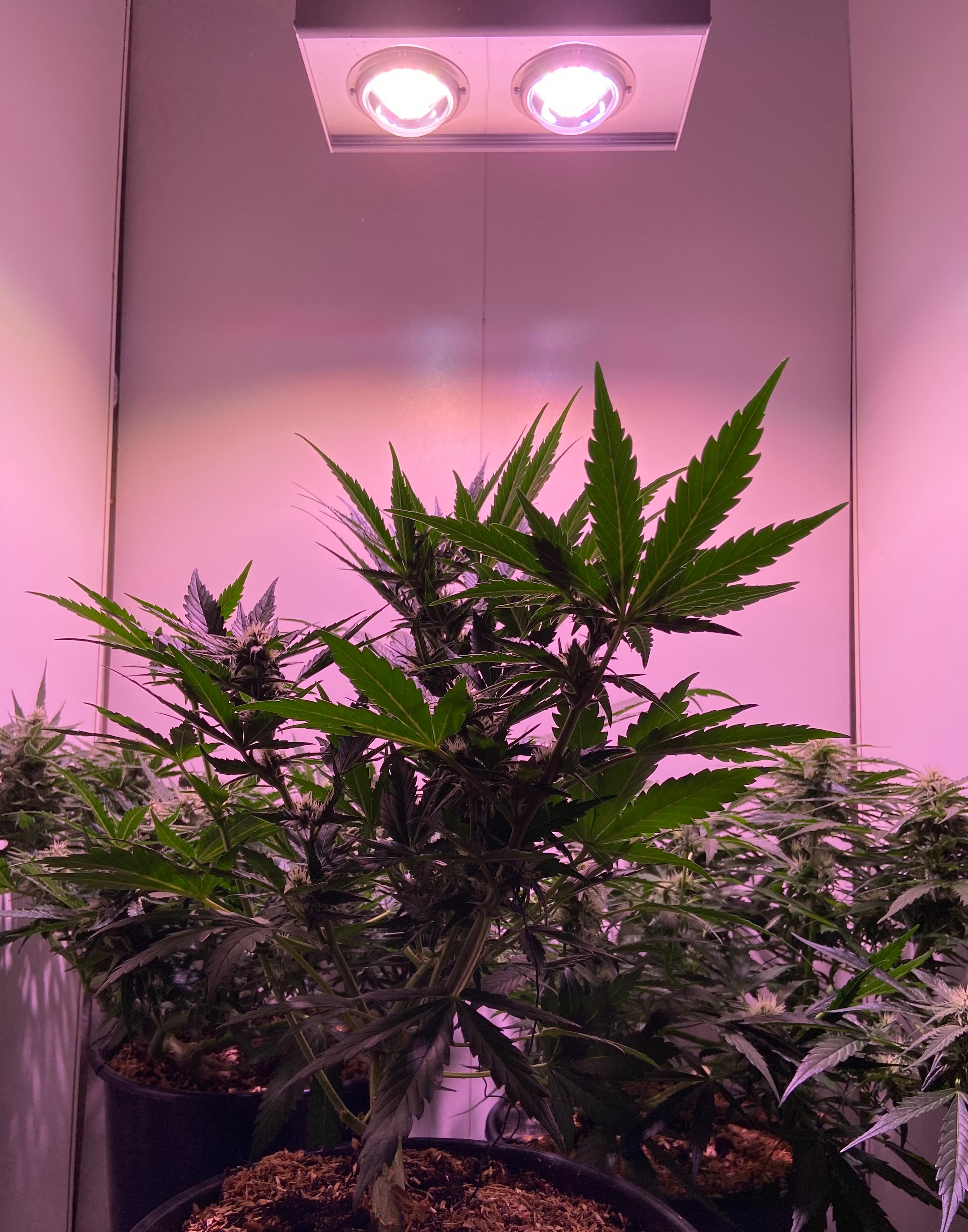 CANNA BULB 240 - LED Pflanzenlampe von Venso, 240 Watt Grow Light mit Vollspektrum + Infrarot