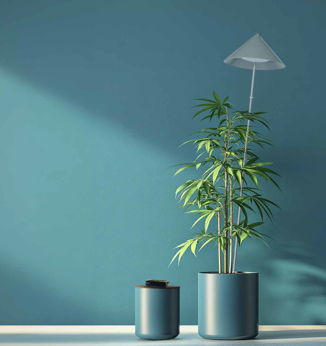 Canna Sunlite Bundle no.01