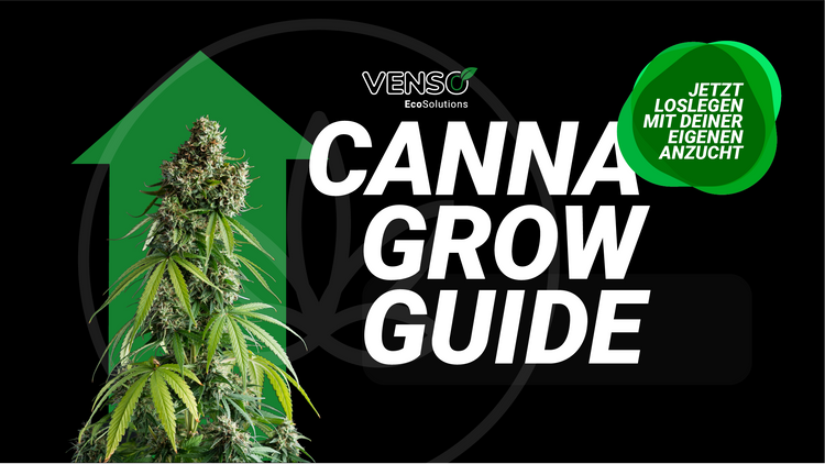 Unser Grow Guide zeigt dir nicht nur die richtige Beleuchtung für Cannabis-Pflanzen, sondern erklärt auch weitere Faktoren für eine erfolgreiche Anzucht.