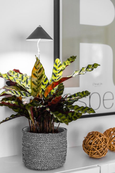 SUNLiTE 7W - LED Pflanzenlampe von Venso