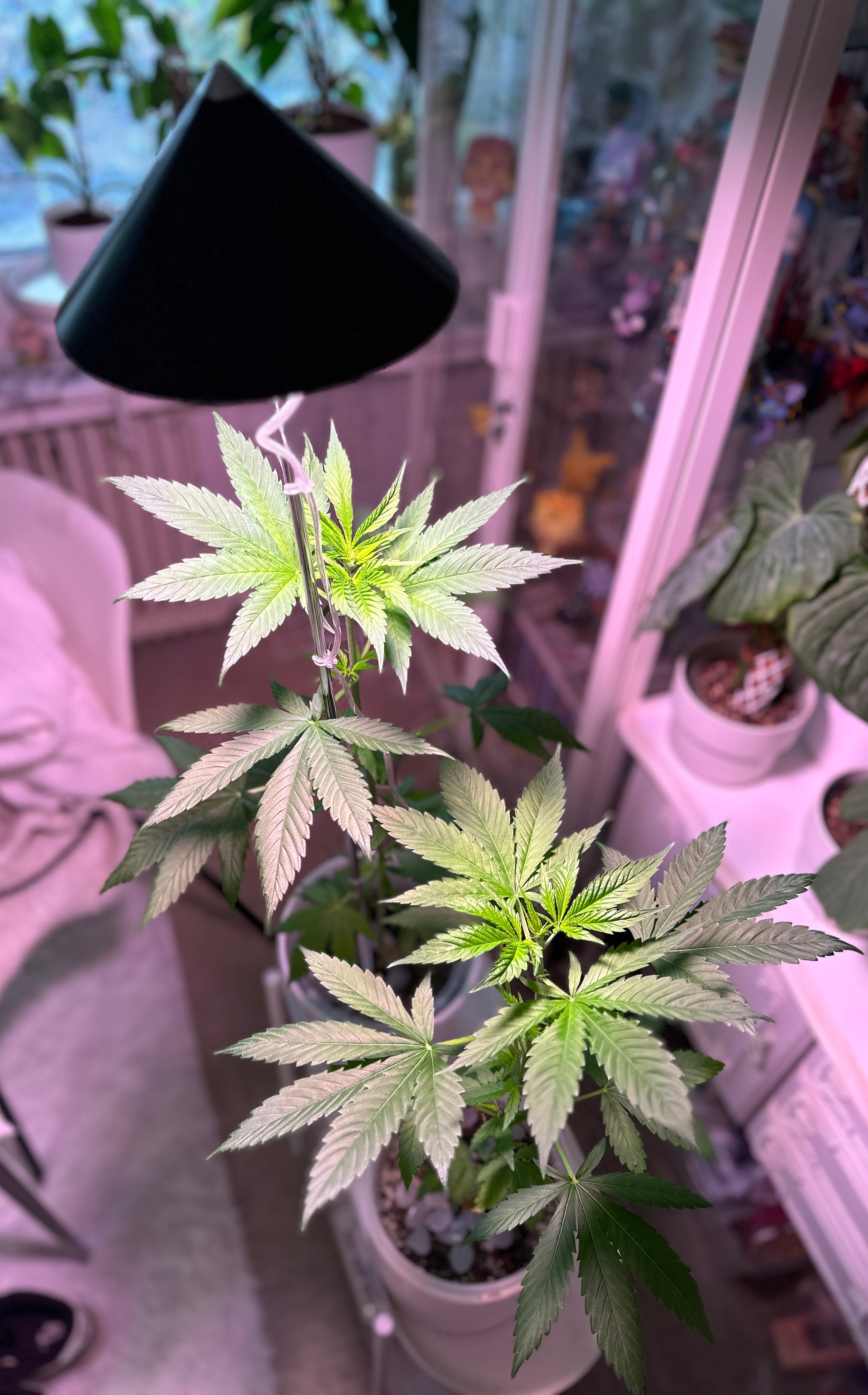 CANNA SUNLITE - LED Pflanzenlampe von Venso, 30 Watt Grow Light mit Vollspektrum + Infrarot