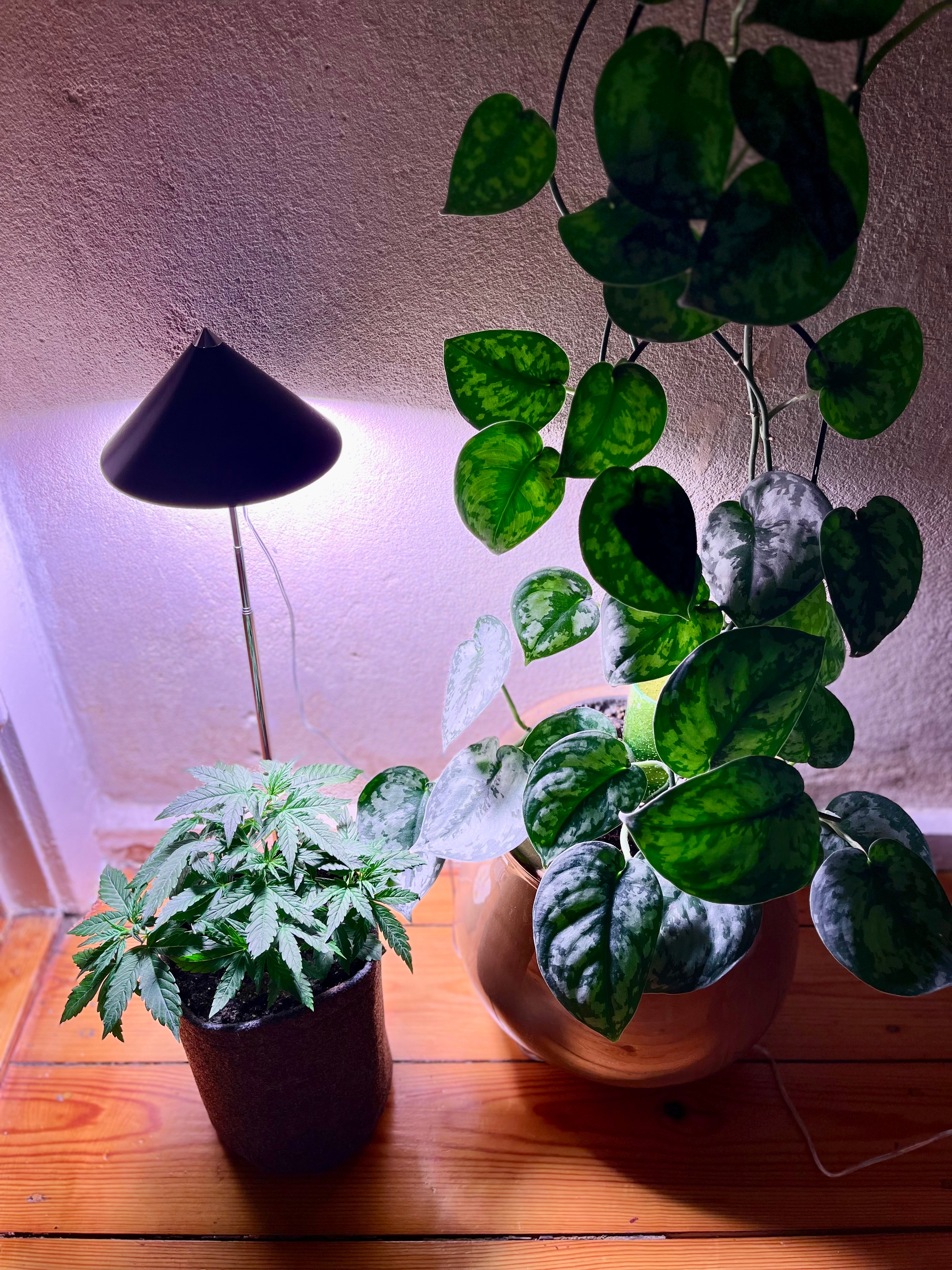 CANNA SUNLITE - LED Pflanzenlampe von Venso, 30 Watt Grow Light mit Vollspektrum + Infrarot