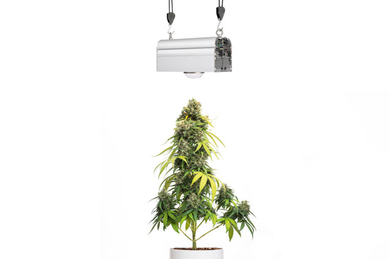 CANNA BULB 150 - LED Pflanzenlampe von Venso, 150 Watt Grow Light mit Vollspektrum + Infrarot