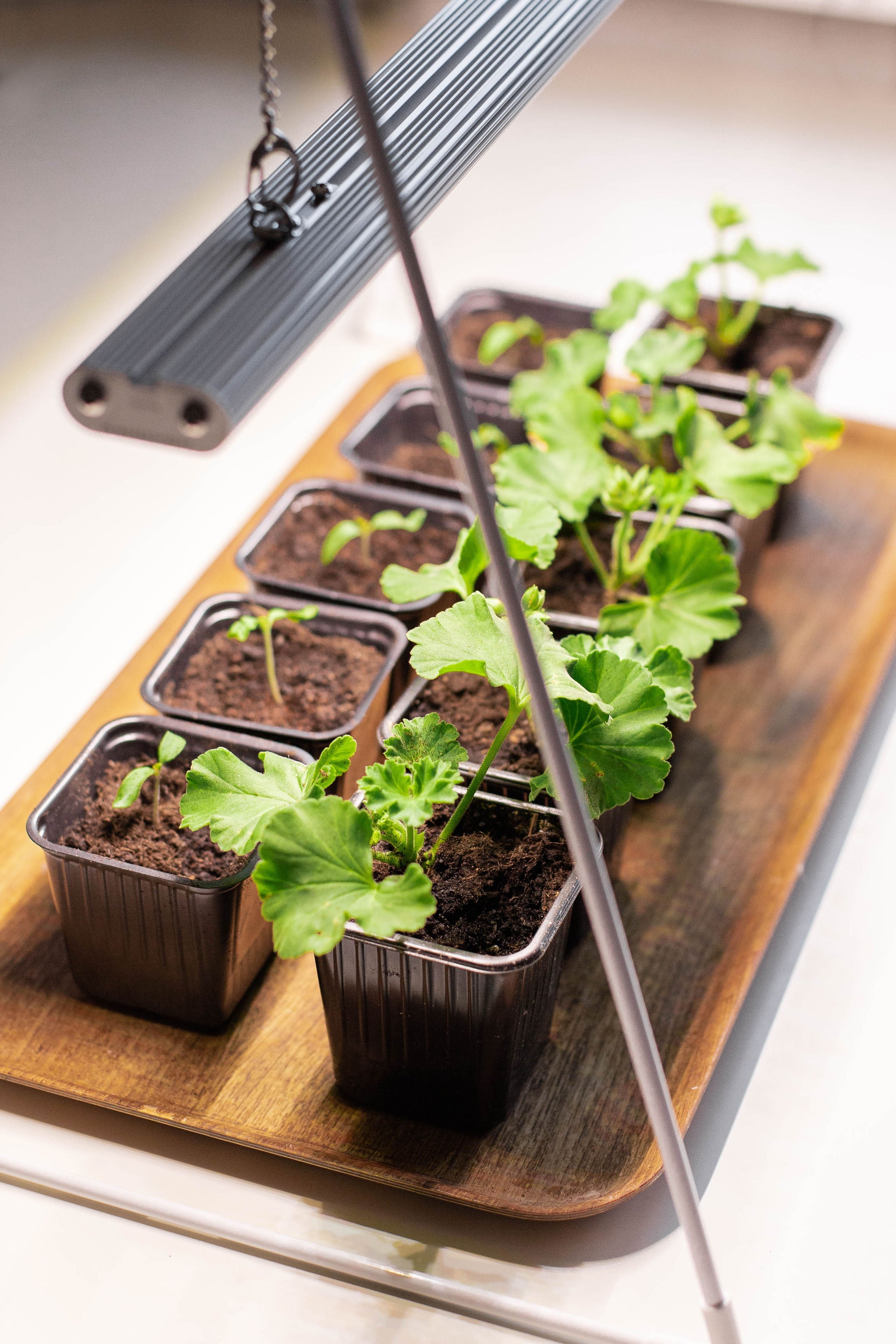 GrowLight Duo with tripod - LED plant lamp from Venso