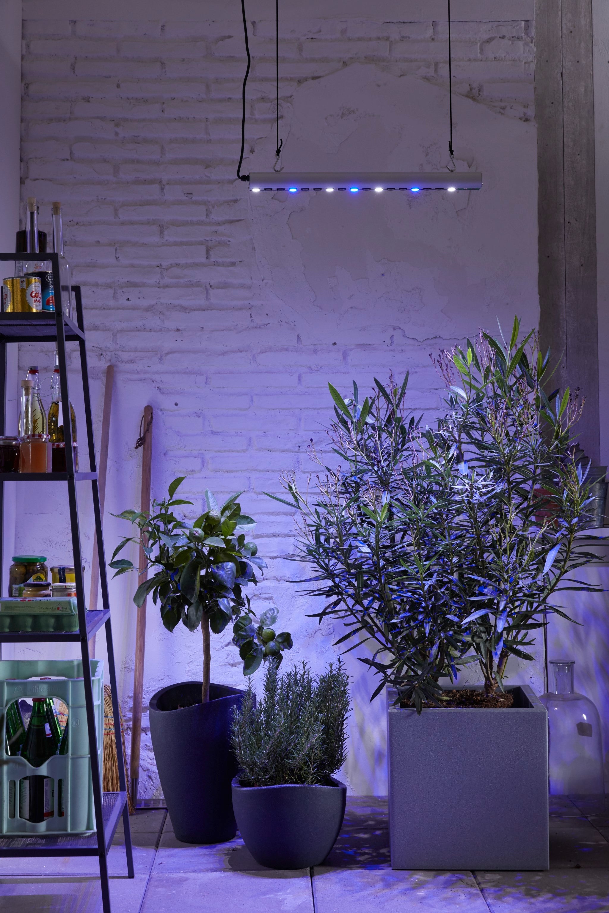 GrowLight Quattro - LED Pflanzenlampe von Venso