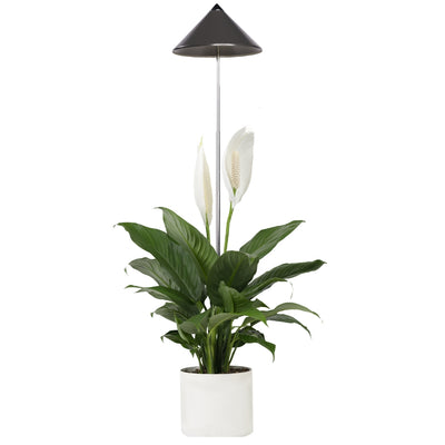 SUNLiTE 7W - LED Pflanzenlampe von Venso