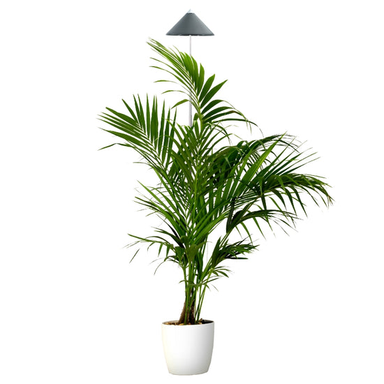 SUNLiTE XL 25 Watt - LED Pflanzenlampe von Venso