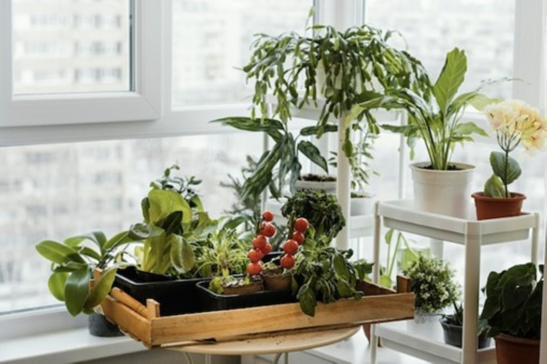 Mit Indoor Gardening baust du deine eigene kleine Kräuterfarm direkt in deinen vier Wänden.
