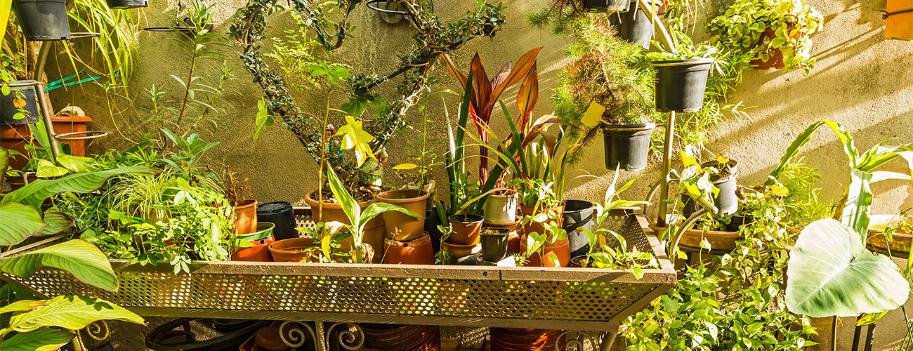 Kreiere deinen eigenen Urban Jungle in deinen vier Wänden.