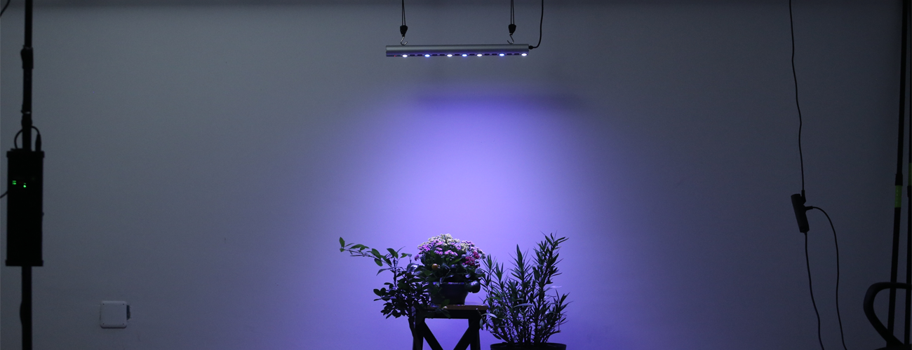 Überwinterung von Topf- und Kübelpflanzen