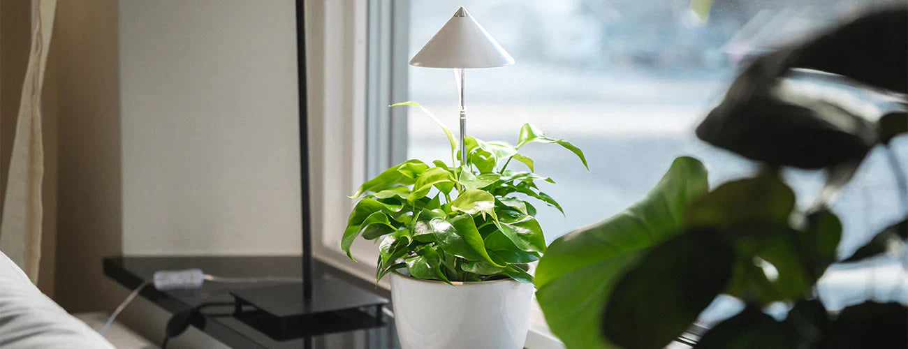 Zimmerpflanzen