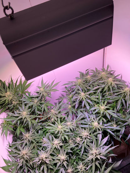 CANNA BULB 240 - LED Pflanzenlampe von Venso, 240 Watt Grow Light mit Vollspektrum + Infrarot