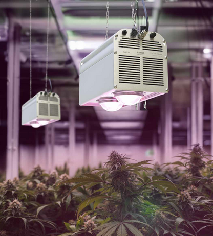 Canna Bulb Bundle no.04