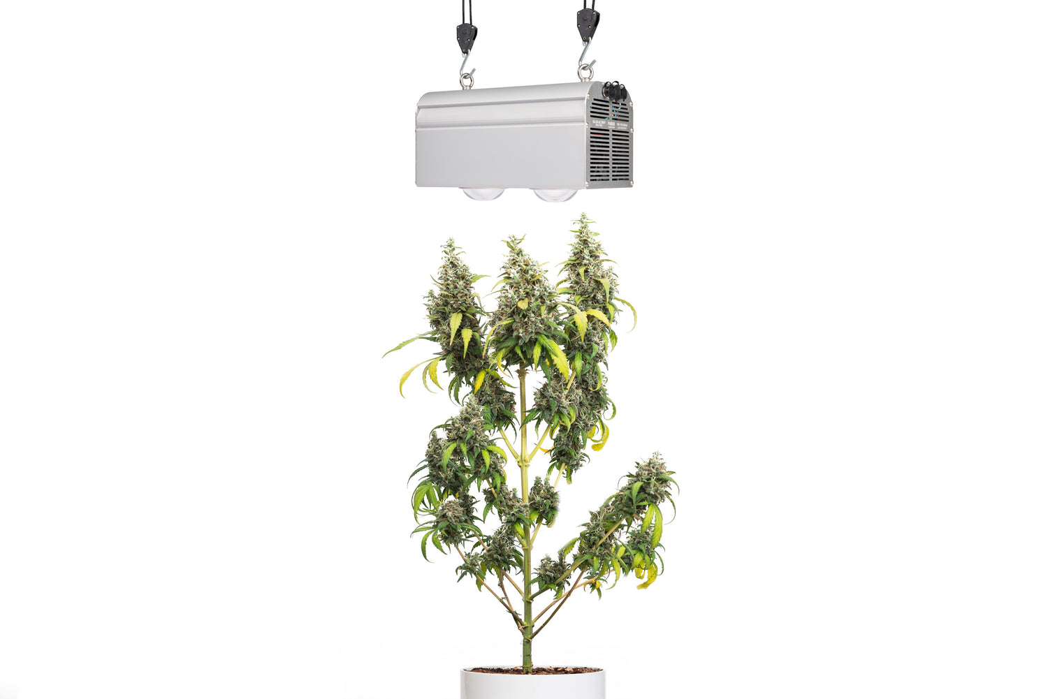 CANNA BULB 240 - LED Pflanzenlampe von Venso, 240 Watt Grow Light mit Vollspektrum + Infrarot