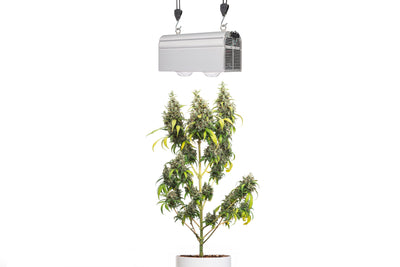 CANNA BULB 240 - LED Pflanzenlampe von Venso, 240 Watt Grow Light mit Vollspektrum + Infrarot