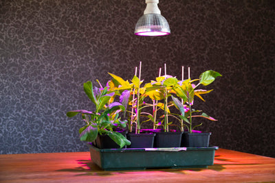 E27-Pflanzenlampe „Cultura“ - LED Pflanzenlampe von Venso