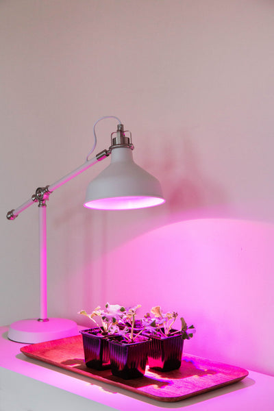 E27-Pflanzenlampe „Cultura“ - LED Pflanzenlampe von Venso
