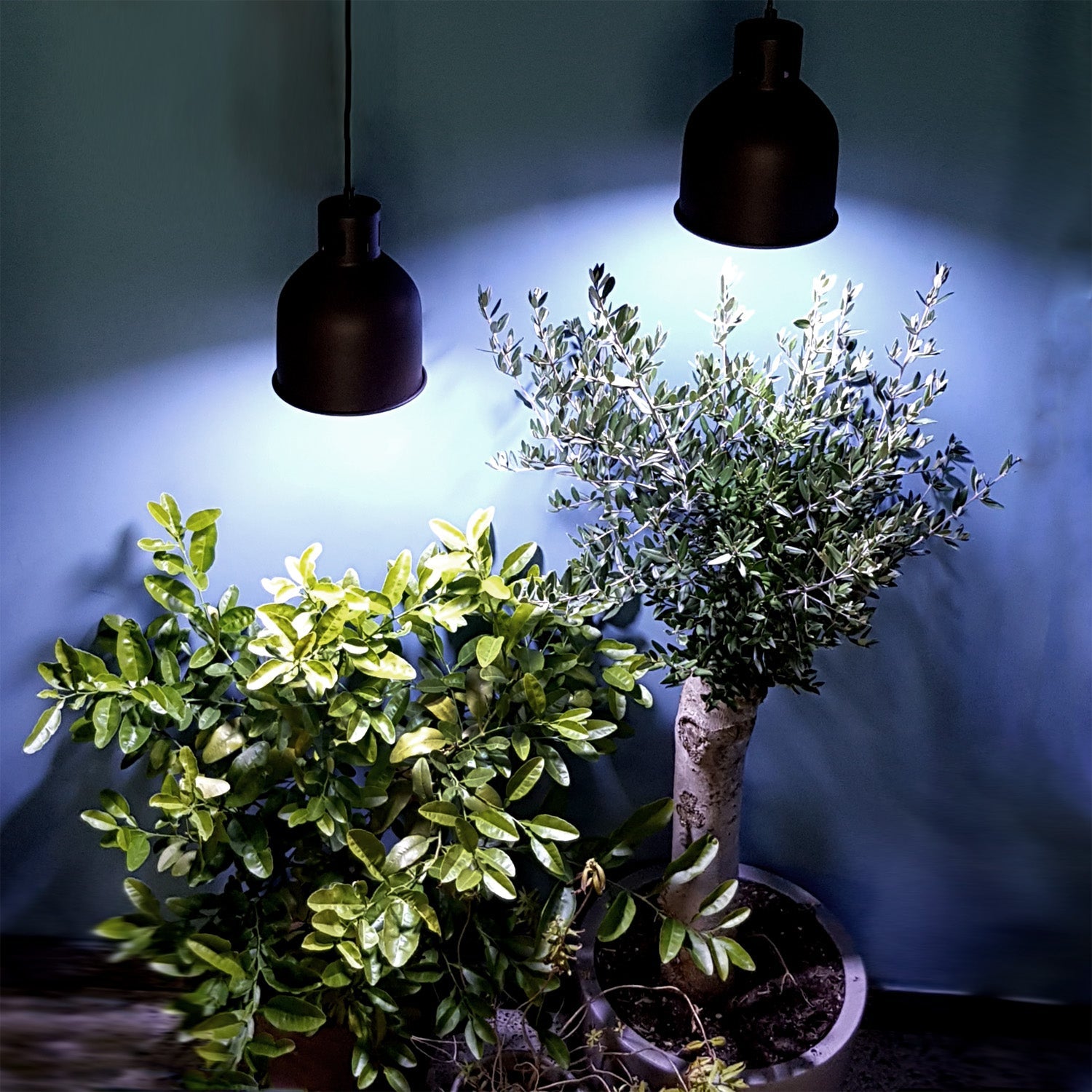 E27-Pflanzenlampe „Winter“