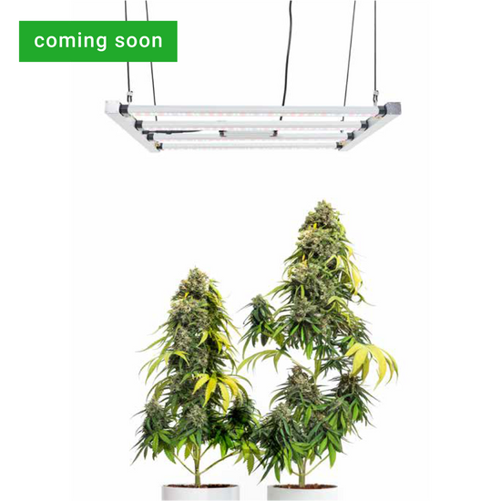 CANNA TENT-LED 150