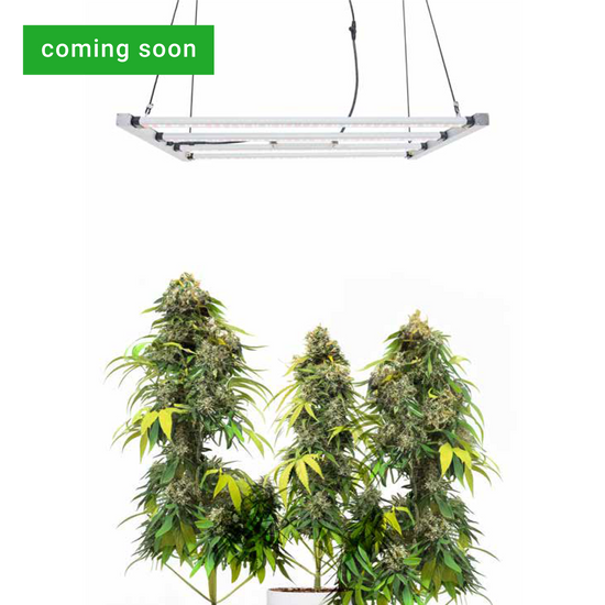 CANNA TENT-LED 200