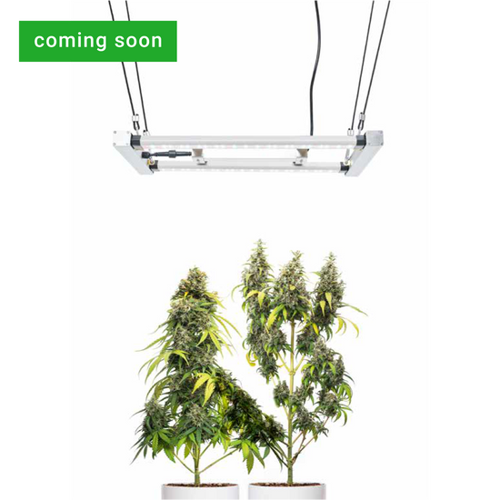 CANNA TENT-LED 60