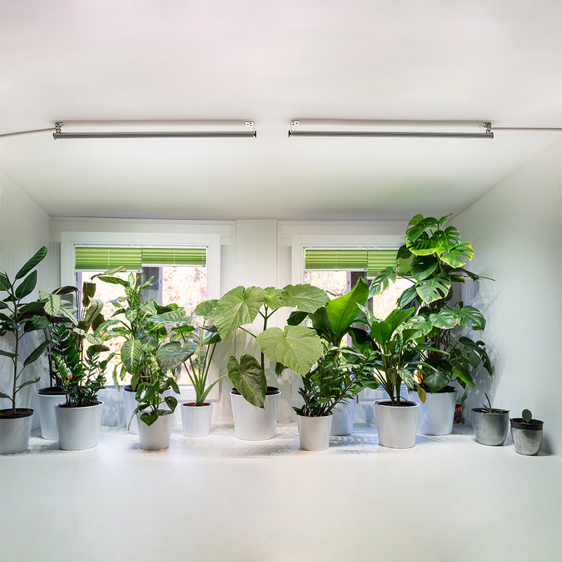 LED Wall Spot - LED plant lamp from Venso