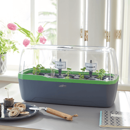 Zimmergewächshaus BoQube "L" Plus LED