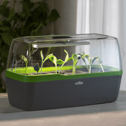 Zimmergewächshaus BoQube "L" Plus LED