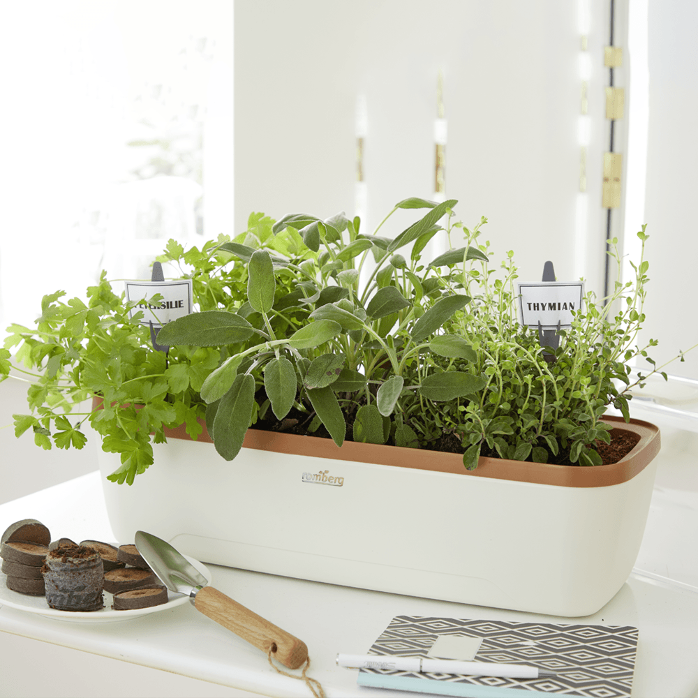 Zimmergewächshaus BoQube "L" Plus LED