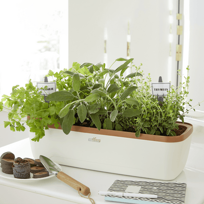 Zimmergewächshaus BoQube "L" Plus LED