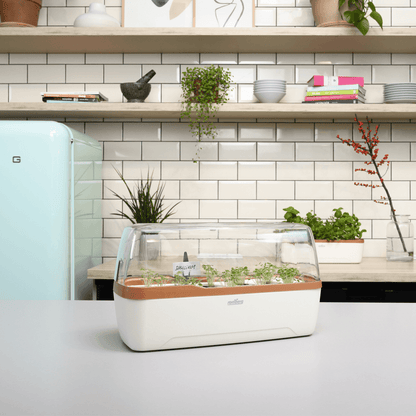 Zimmergewächshaus BoQube "L" Plus LED