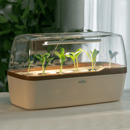 Zimmergewächshaus BoQube "L" Plus LED